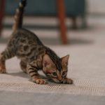 a kitten walking on a carpet