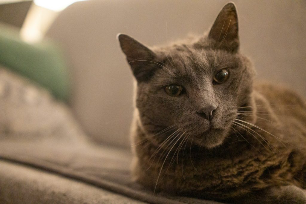 a cat laying on a couch looking at the camera
