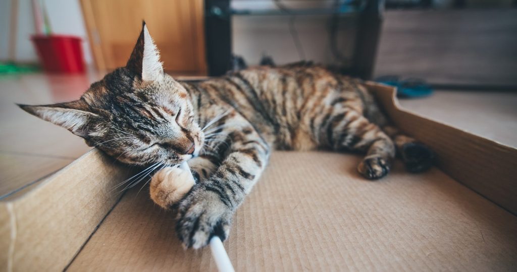 brown tabby cat lying on cardboard box