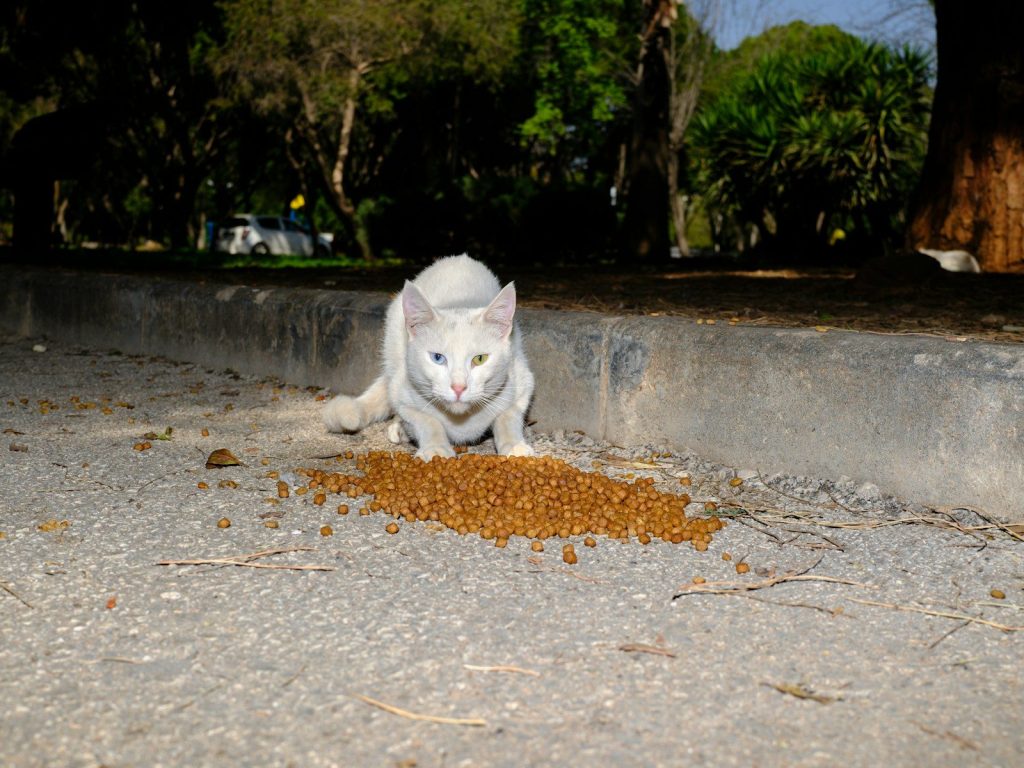 A white cat eating food on the street