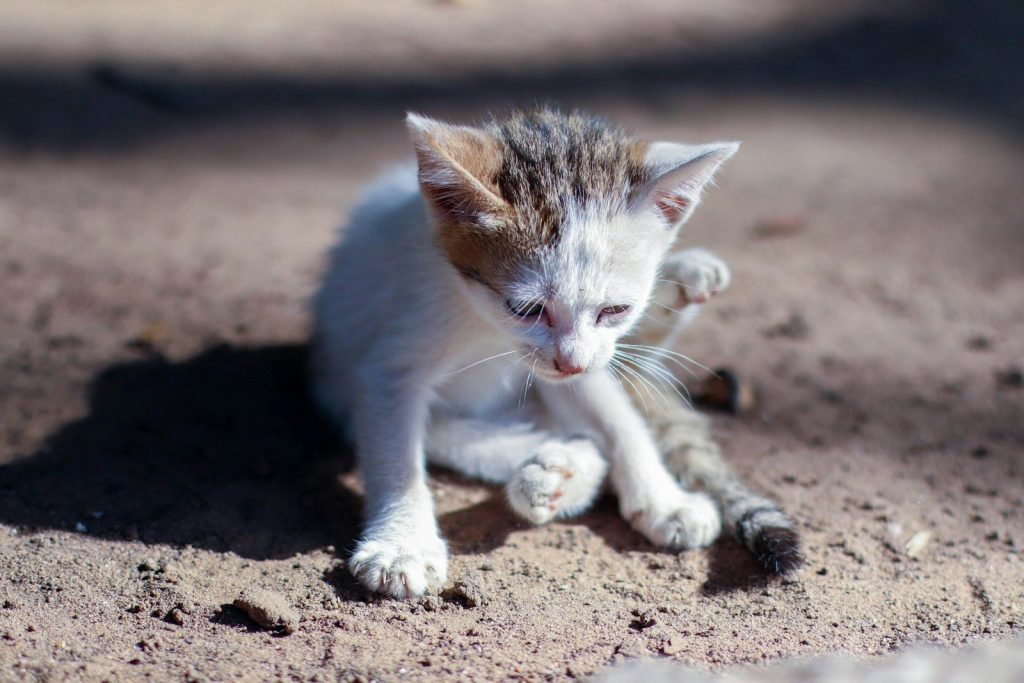 white and brown cat on brown sand during daytime