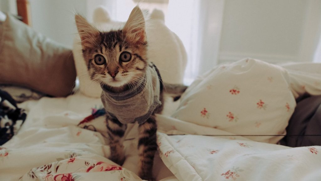 brown tabby cat on white and red floral textile