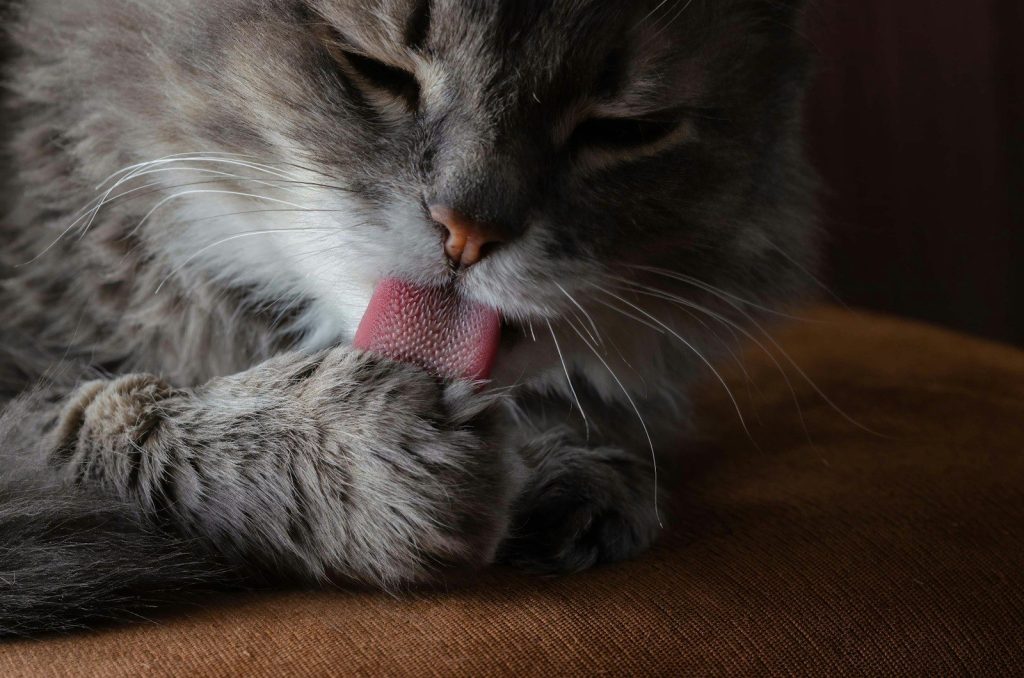 A cat is grooming itself with its tongue.