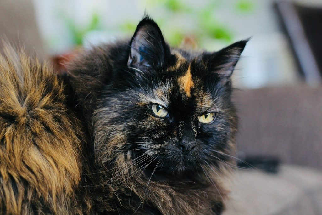 a close up of a cat laying on a couch