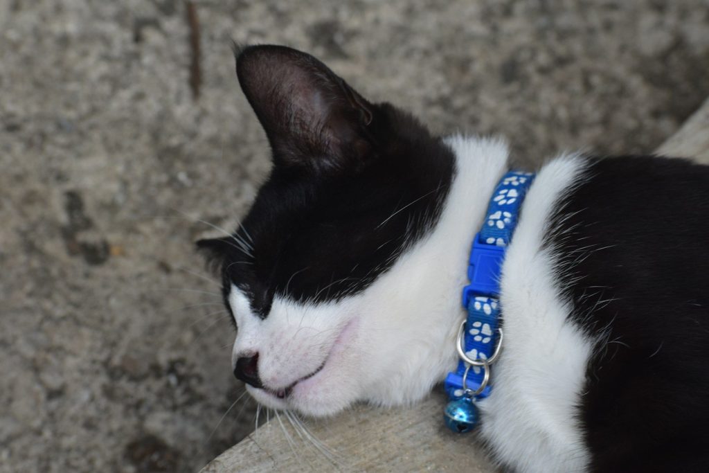 A black and white cat wearing a blue collar