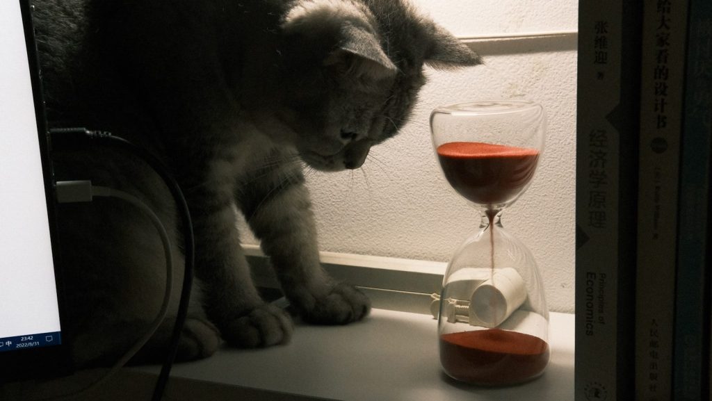 a cat looking at a glass of wine