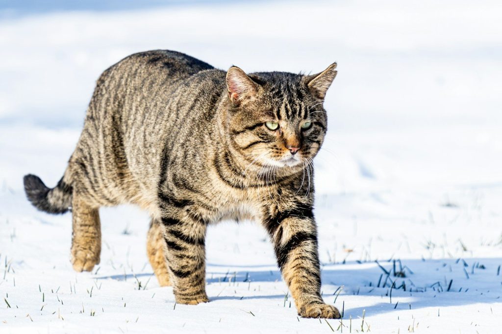 a cat walking in the snow