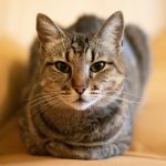 selective focus photography of gray tabby cat