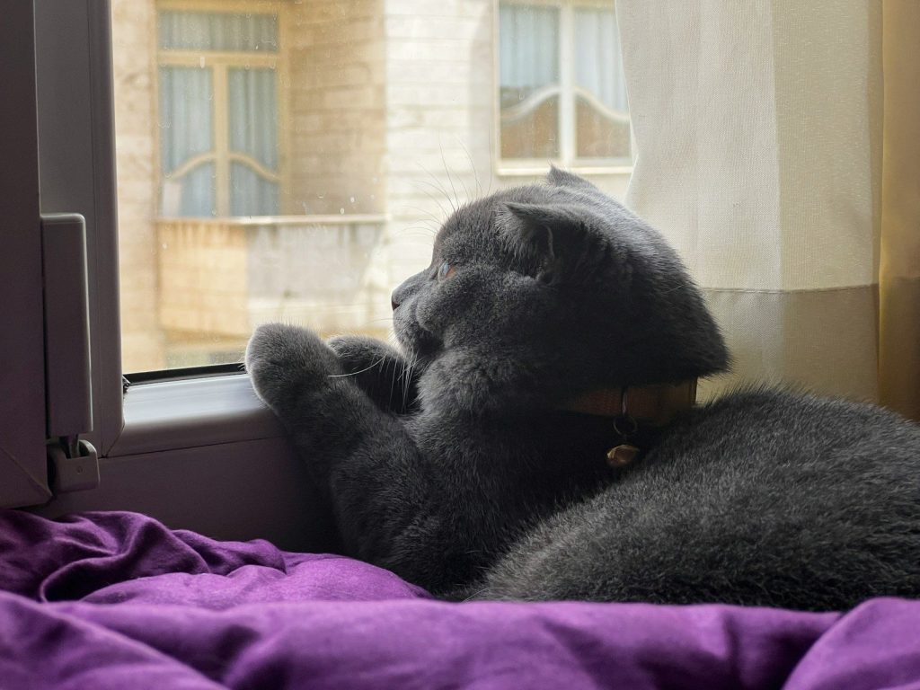 a black cat laying on top of a bed next to a window