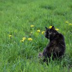 a cat sitting in a grassy field