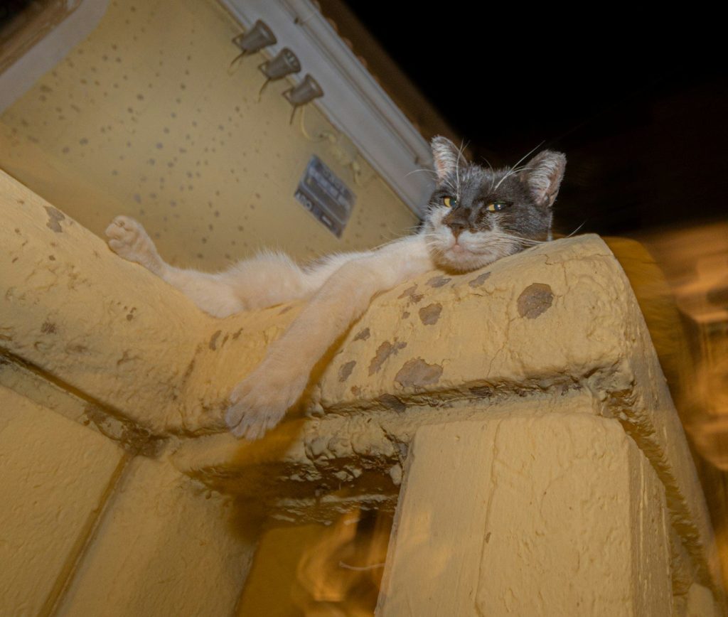 A cat sitting on top of a cement structure