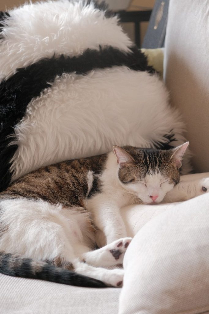 A cat laying on a couch with pillows