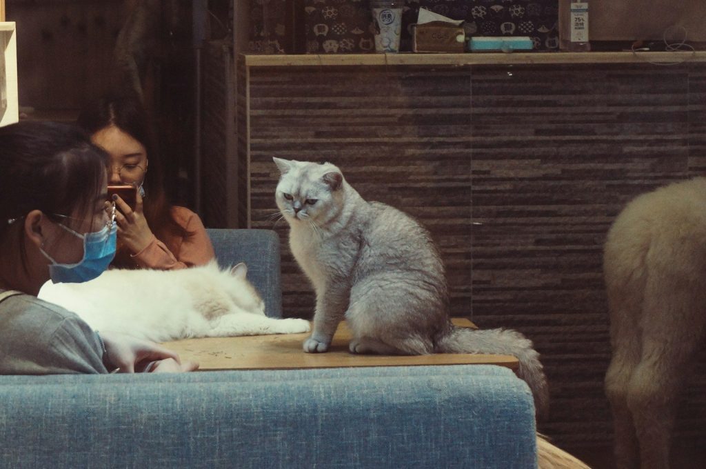 woman in orange long sleeve shirt sitting on blue couch beside white cat