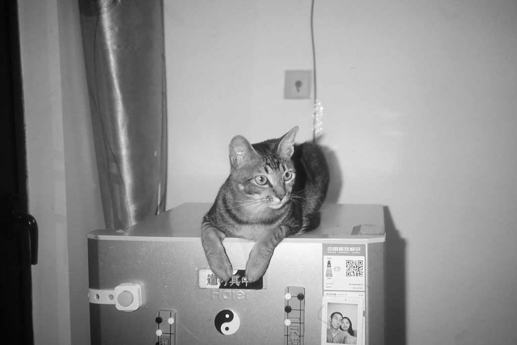A cat rests on top of a refrigerator.