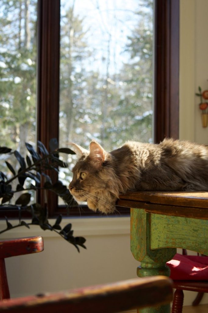 A cat laying on top of a table next to a window