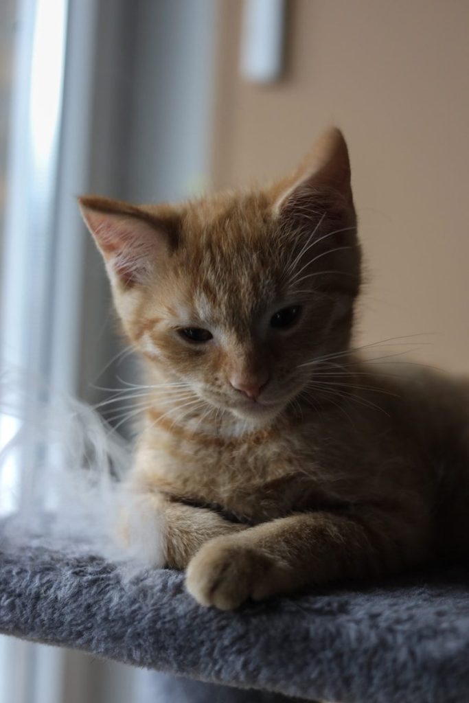 A small orange kitten sitting on top of a cat tree