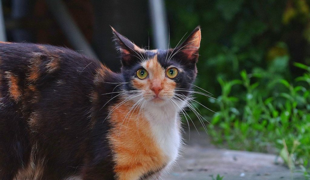 A calico cat with black, orange, and white fur.