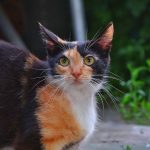 A calico cat with black, orange, and white fur.
