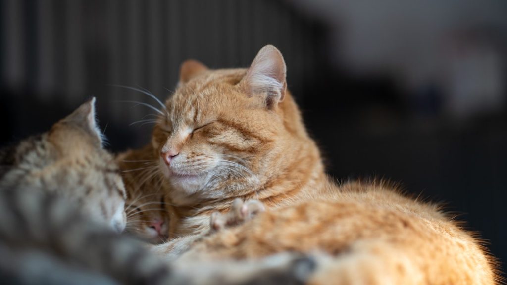 orange tabby cat lying on brown textile