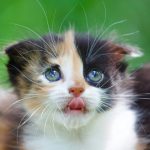 Adorable calico kitten with blue eyes and tongue out.