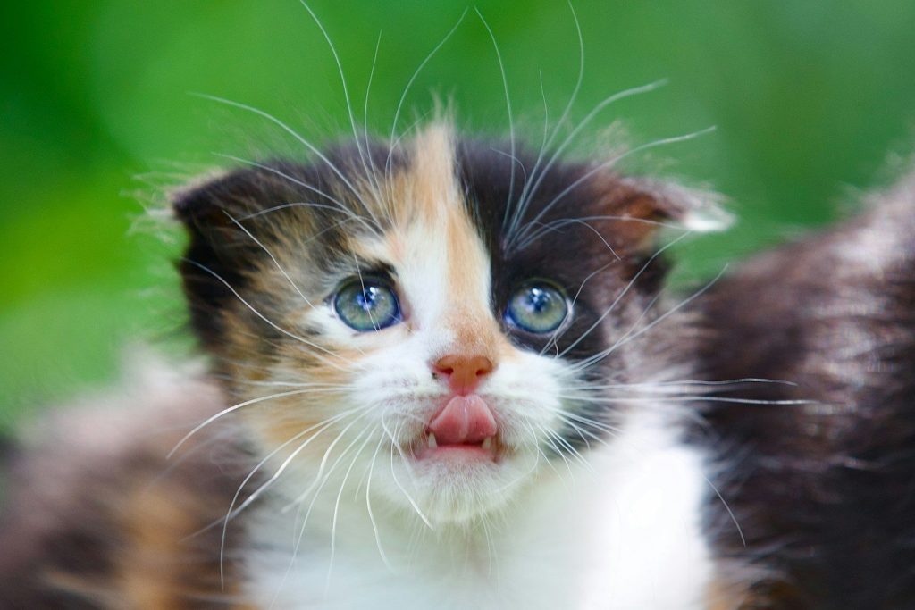 Adorable calico kitten with blue eyes and tongue out.