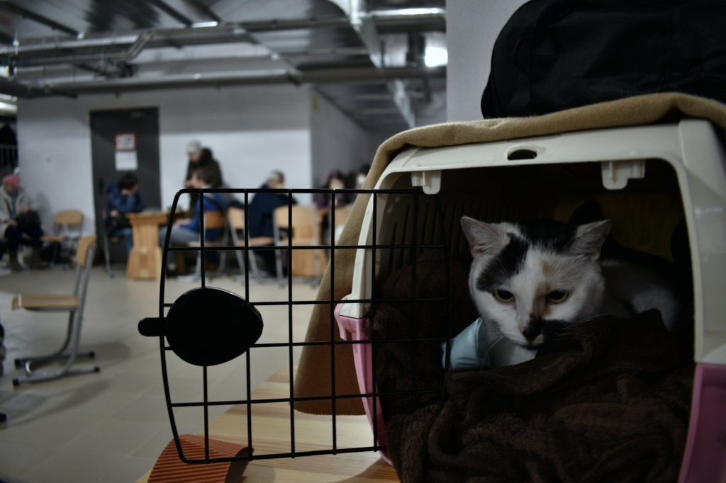 a cat sitting inside of a cage on top of a table
