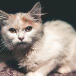 a white and orange cat sitting on top of a bed