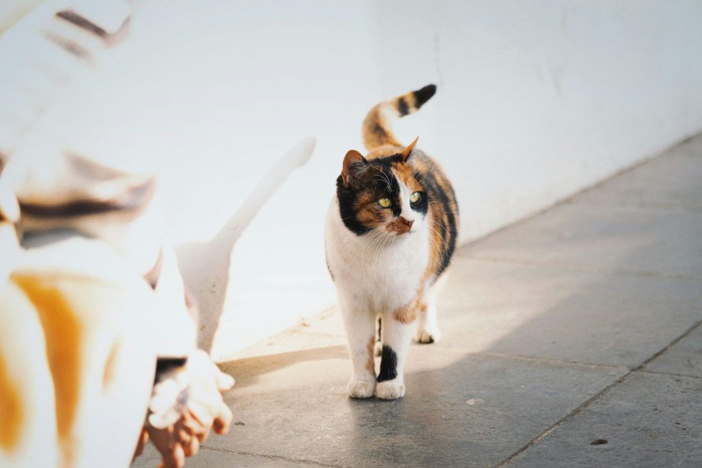 white and brown cat on gray concrete floor