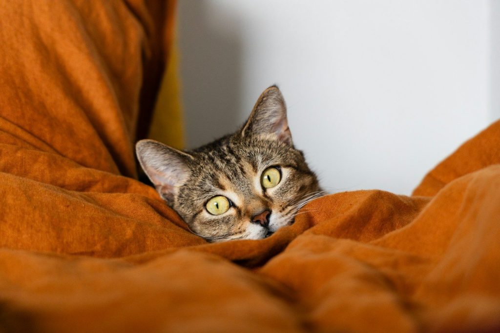 A tabby cat peeking from orange blankets.