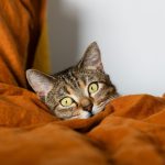 A tabby cat peeking from orange blankets.