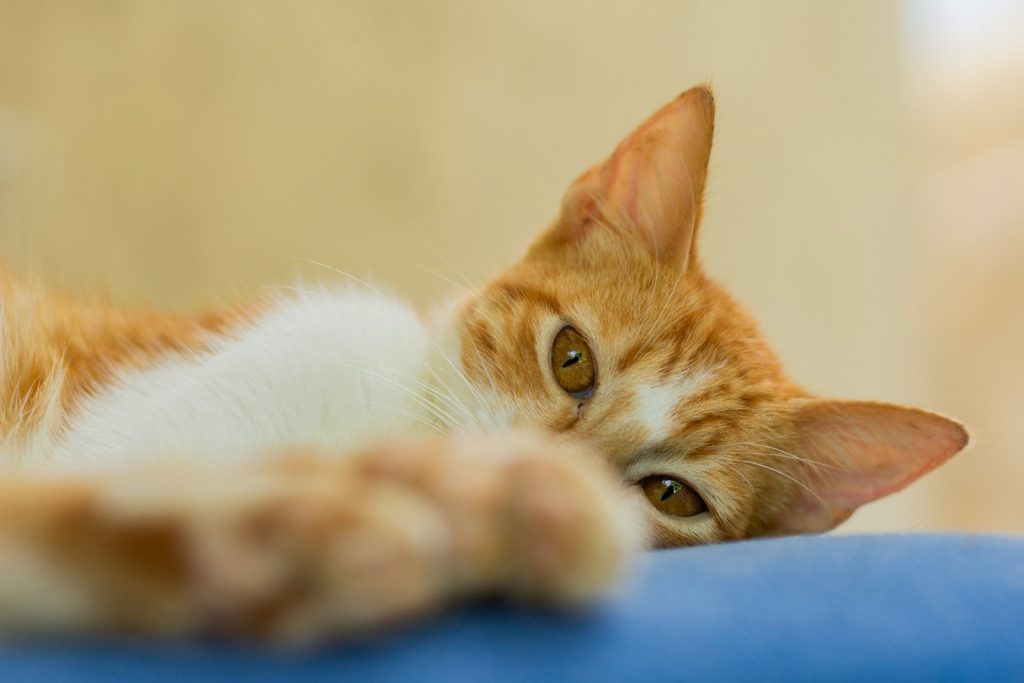 an orange and white cat laying on top of a blue blanket