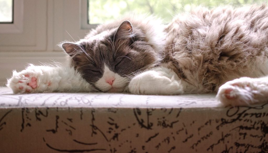 brown and white cat lying on white textile