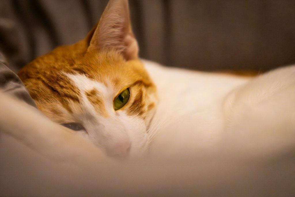 A sleepy orange and white cat with green eyes.