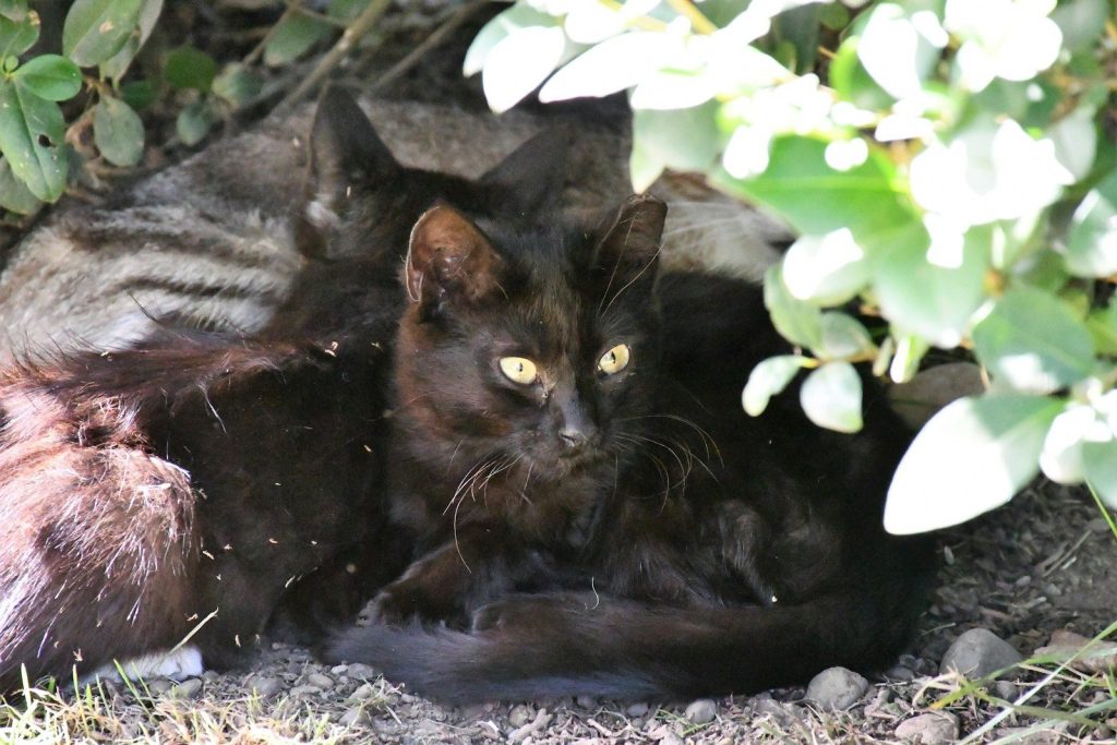 a black cat laying on the ground next to a bush