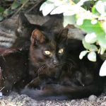 a black cat laying on the ground next to a bush