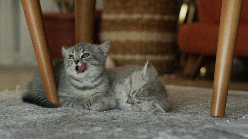 a kitten laying on the floor with its mouth open