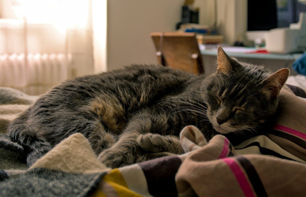 A gray cat is sleeping peacefully on a bed.