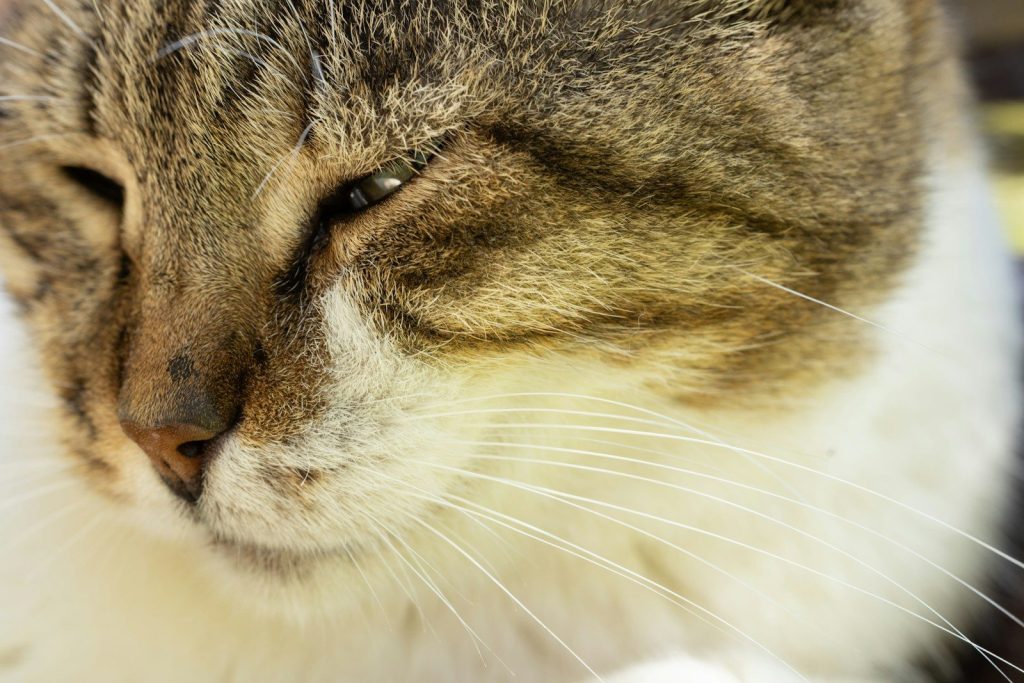 a close up of a cat's face with a blurry background