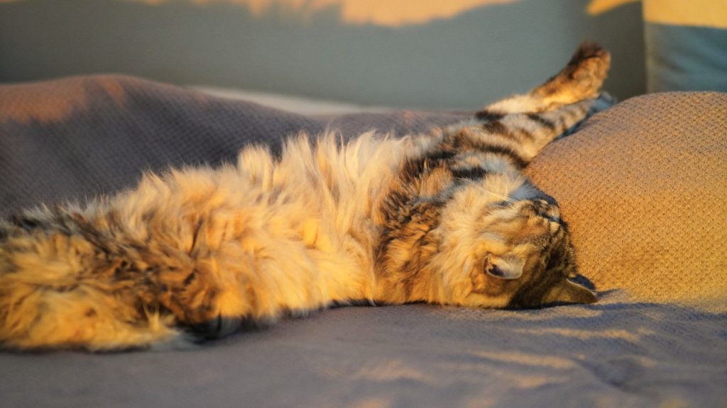 a cat laying on its back on a bed