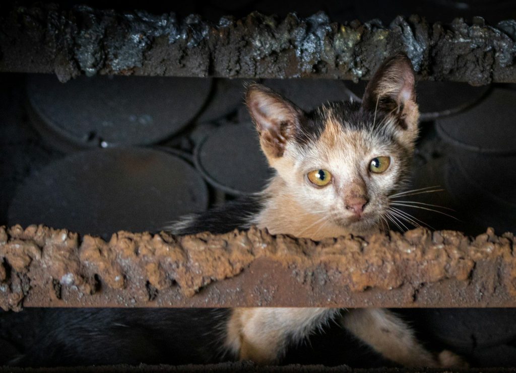 A dirty kitten peeking through rusty bars