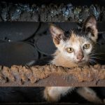 A dirty kitten peeking through rusty bars