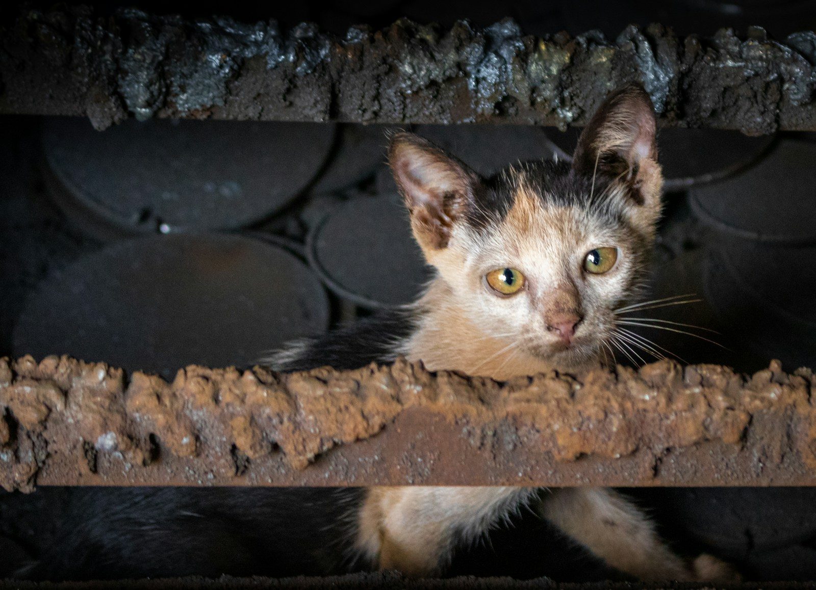 A dirty kitten peeking through rusty bars