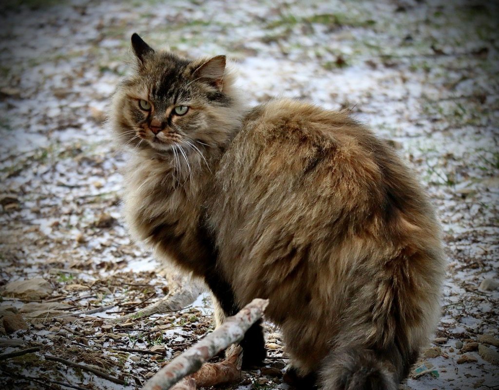 a fluffy cat sitting on the ground next to a stick