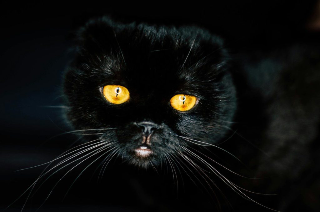 a close up of a black cat with yellow eyes