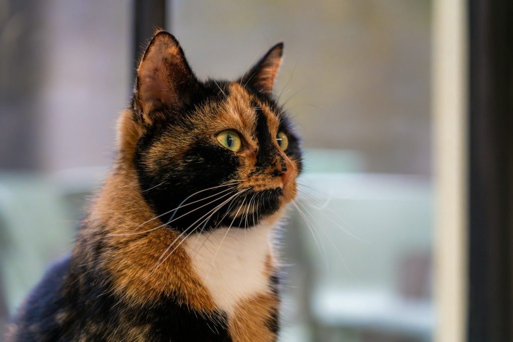 A calico cat sitting in front of a window