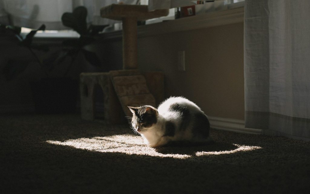 short-furred white and black cat on brown textile