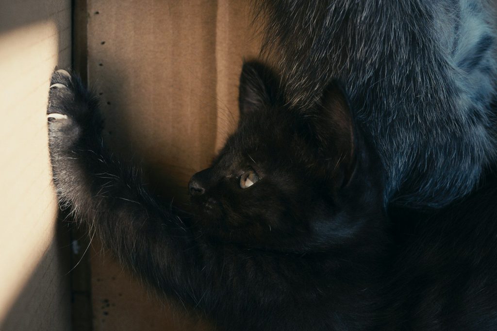 a close up of a cat on a wall