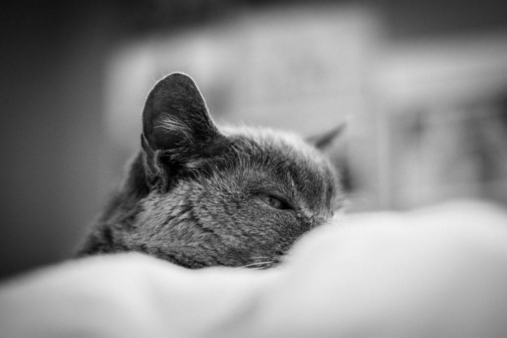 A grey cat peeking over a soft surface.
