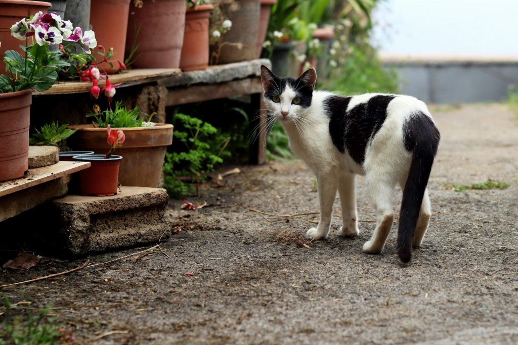 A black and white cat looks back near potted plants.