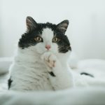 white and black cat on white textile